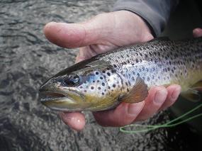 Wild Brown Trout River Tees