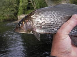 River Tees Grayling fishing
