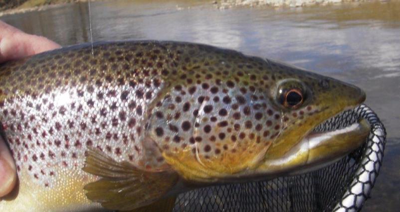 BIG River Eden Trout