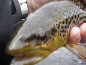 River Tees Trout